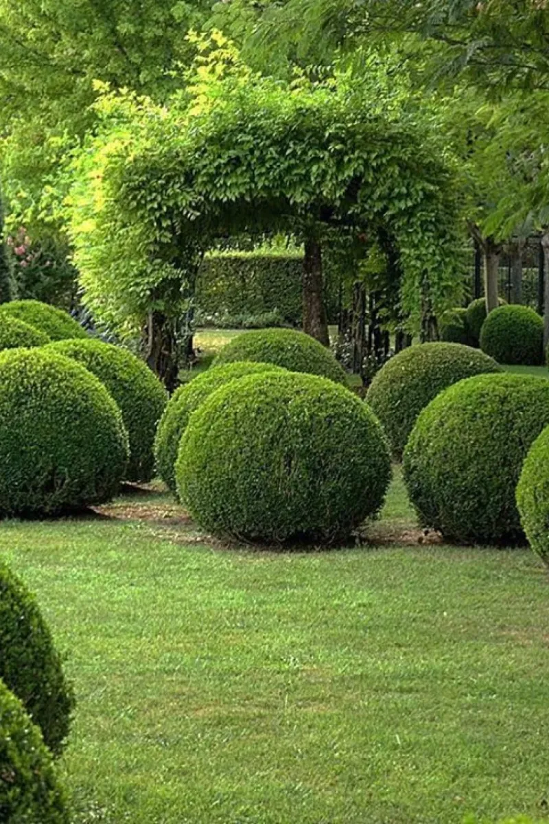 Ikivihreä puksipuu (Buxus sempervirens)